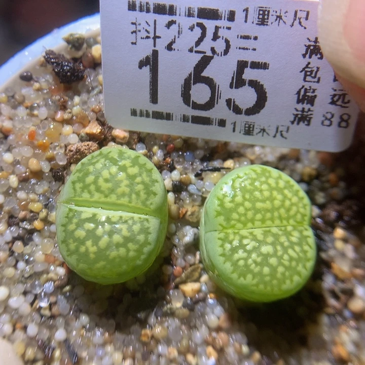 精品生石花225.165