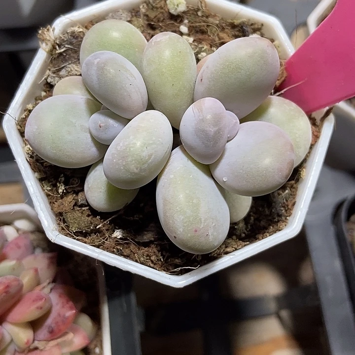 多肉植物蛋黄奶101