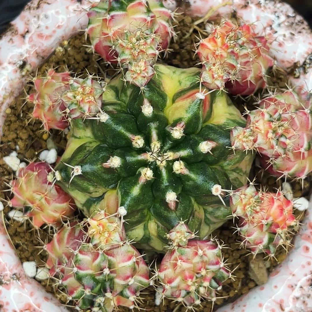 Harmony名品侧母本不出