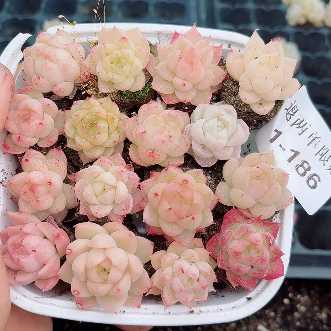 1-186 新疆西藏内蒙不发12.8包邮2-3公分多肉