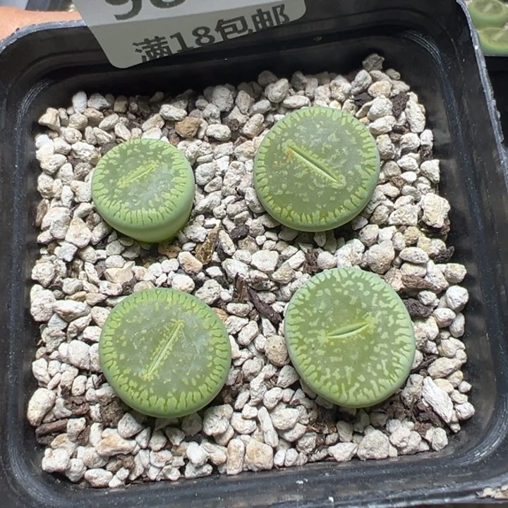 【闪购商品】 986。