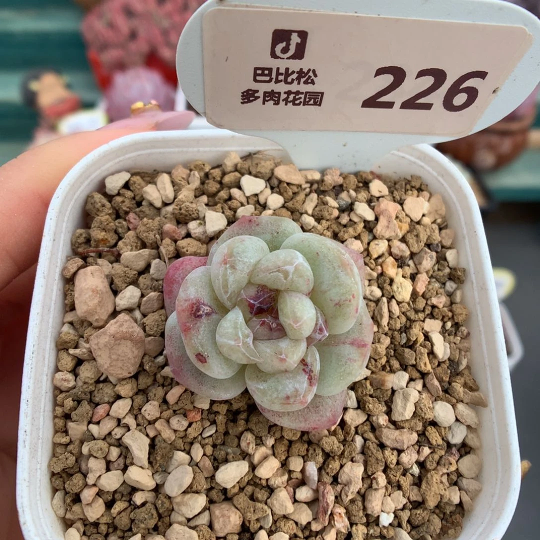 226紫心冰玉石化多肉植物