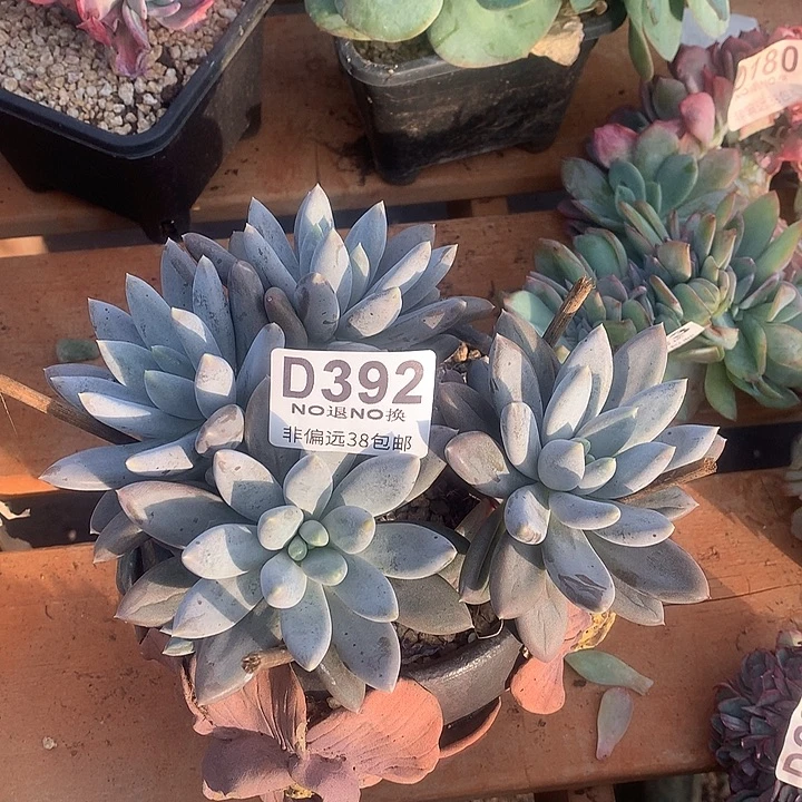 紫体哥特392 亏本处理玻璃心勿扰7-8天发货