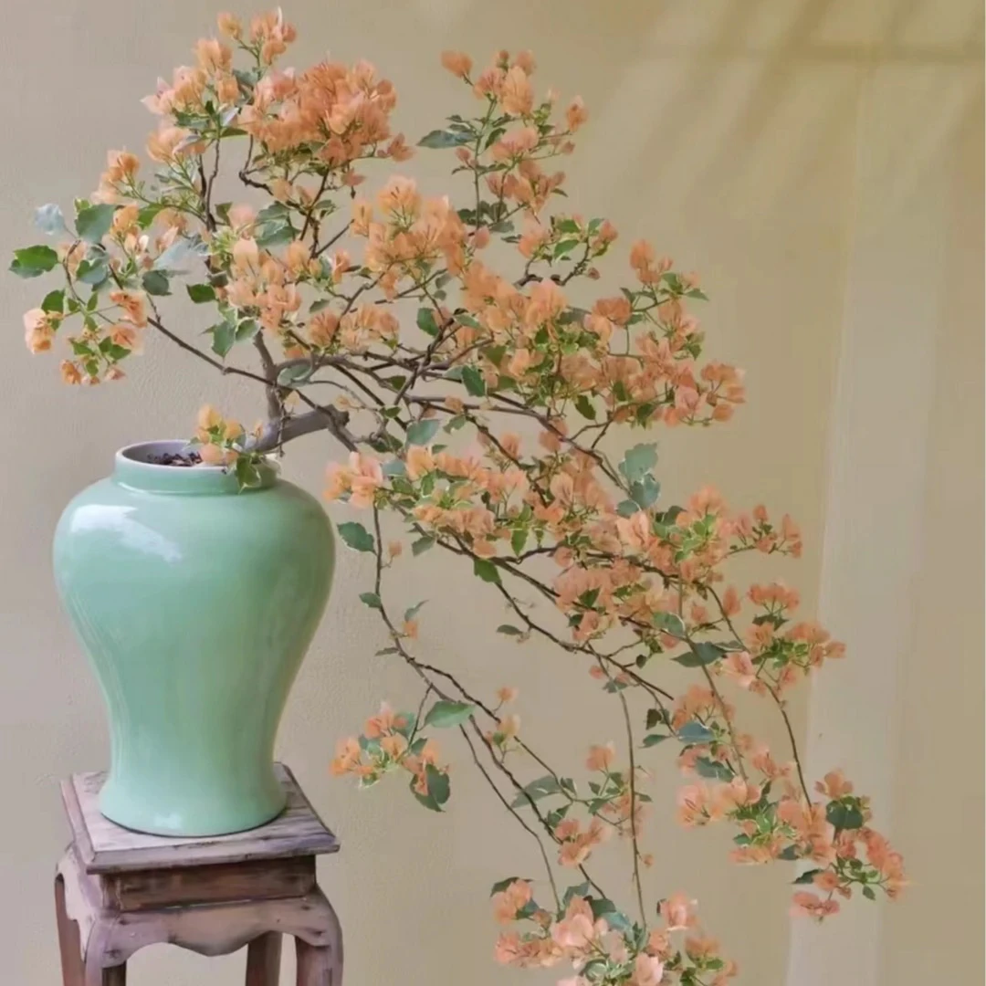 马斯三角梅小庄头（180-200）