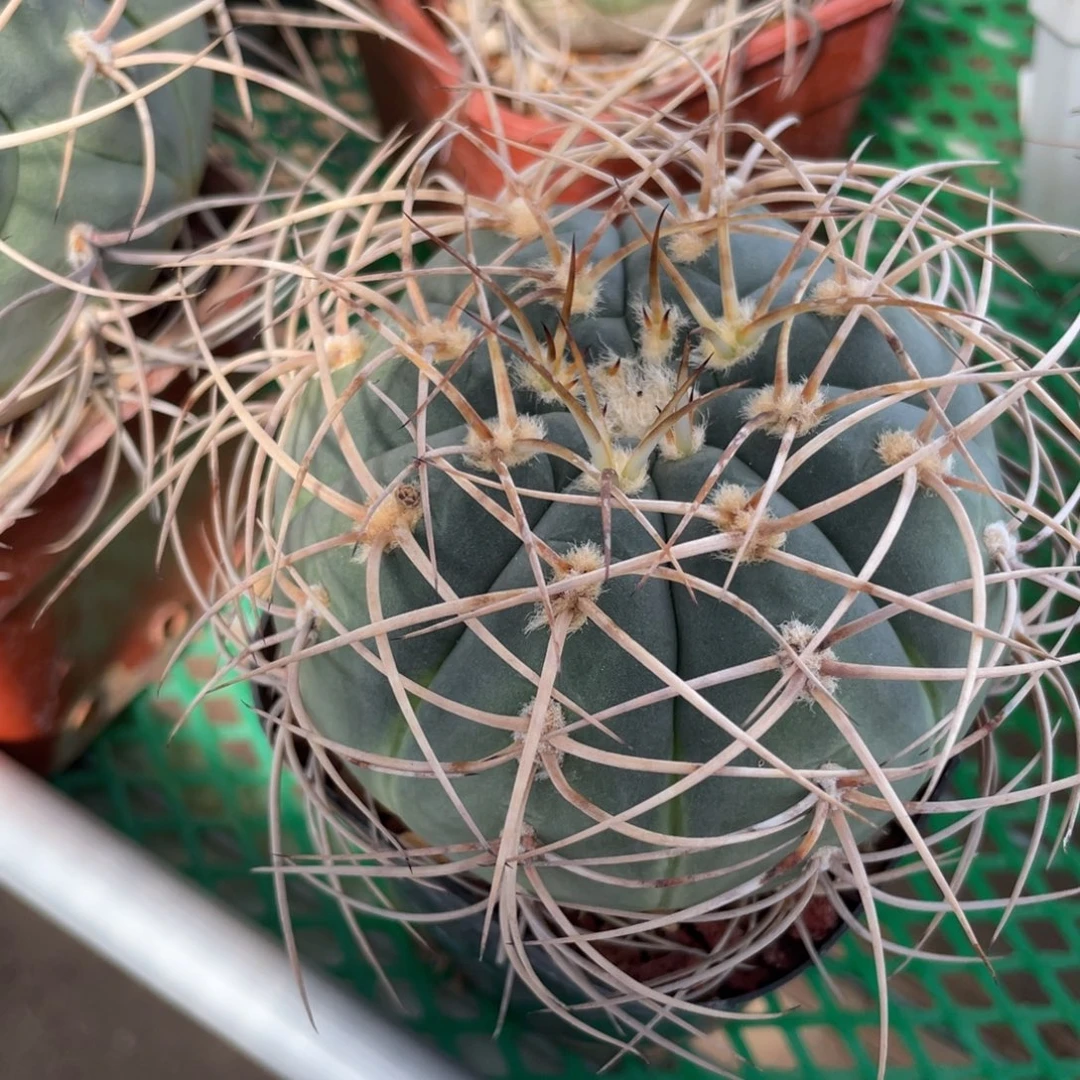 鹿角柱实生仙人球光琳