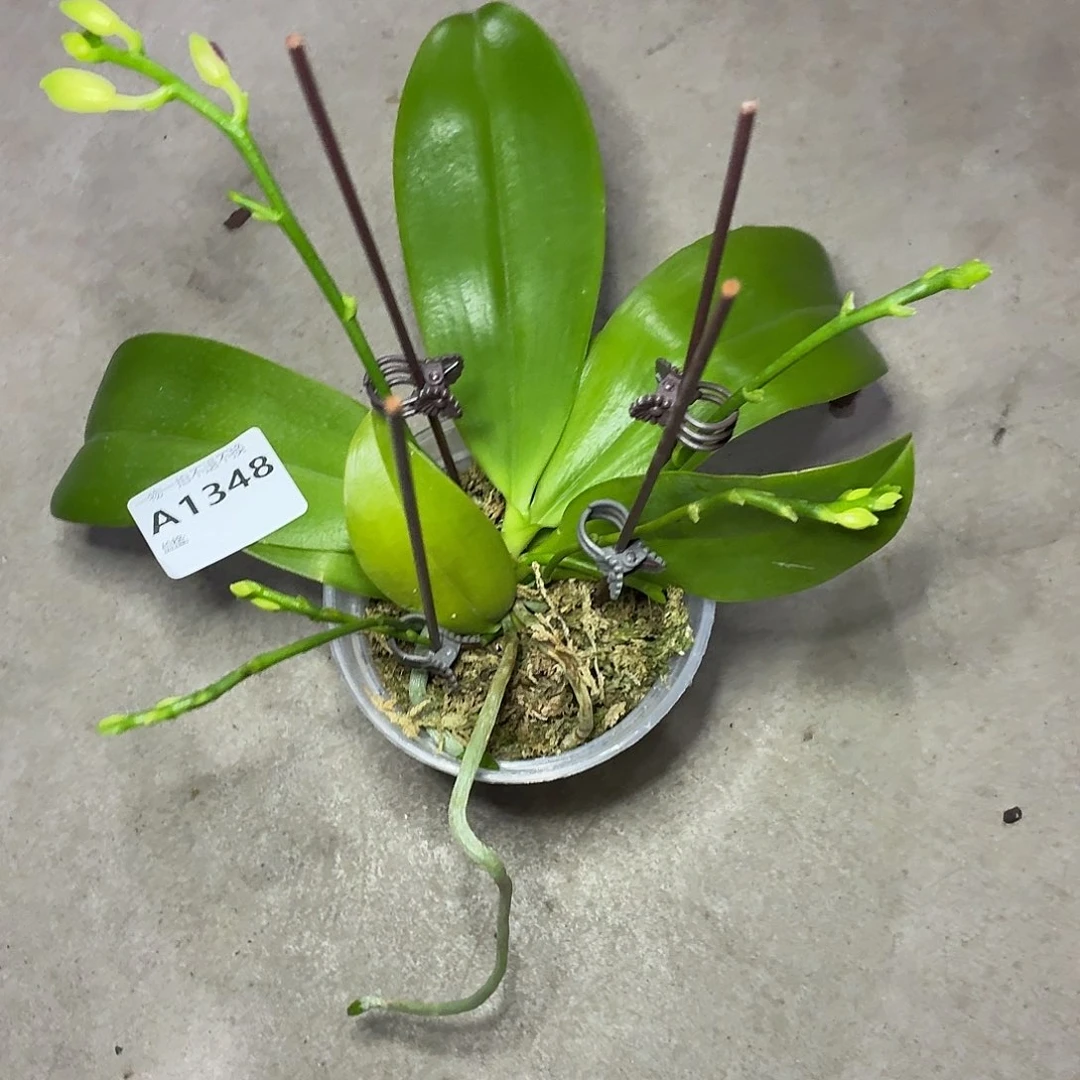 当前无花朵，栽培后可花朵A1348yss1215六花剑花苞