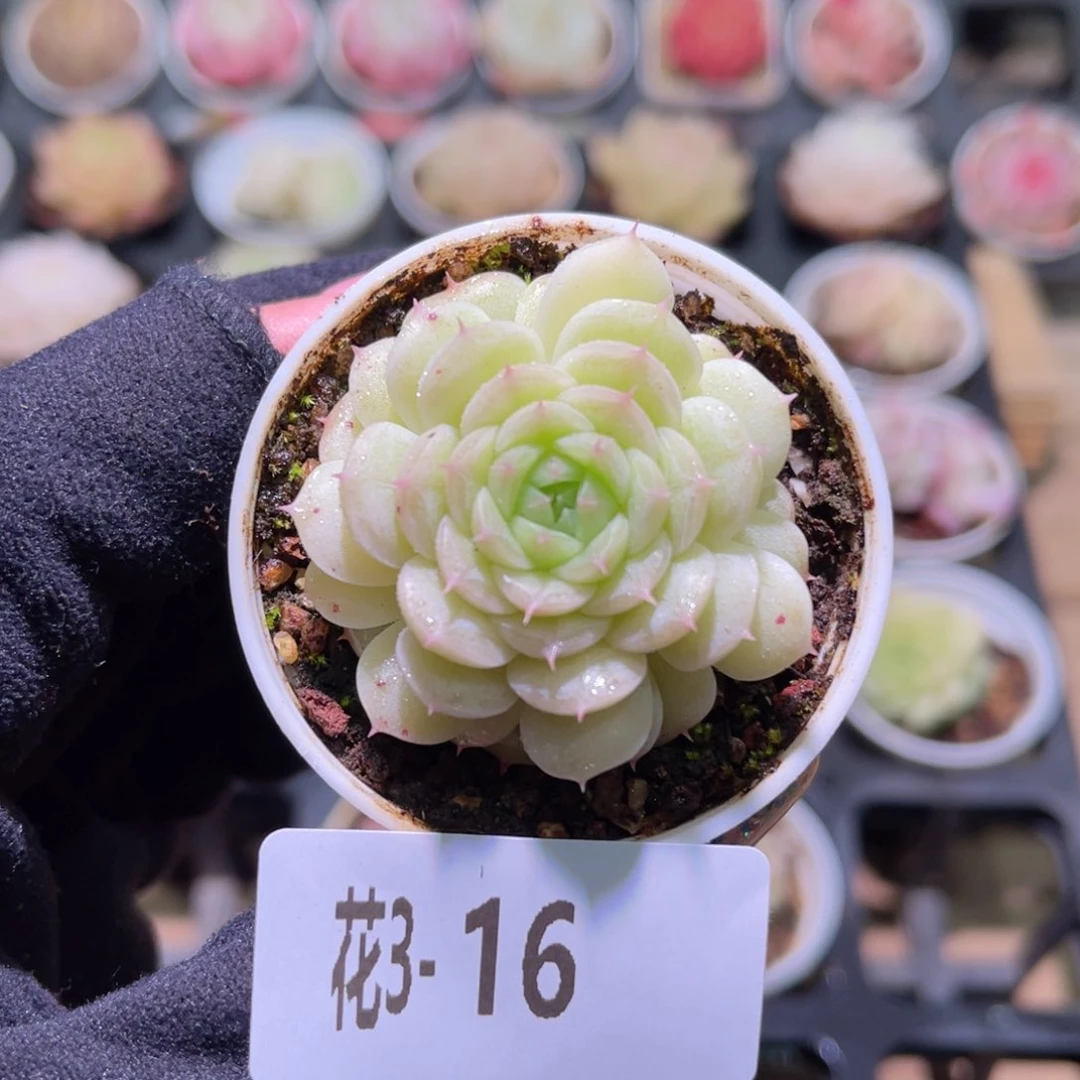 花利美3-16海王单头