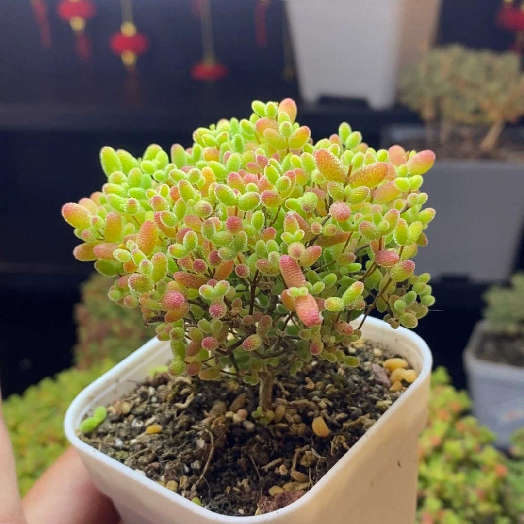 390号蜜橘糖球枝干多肉