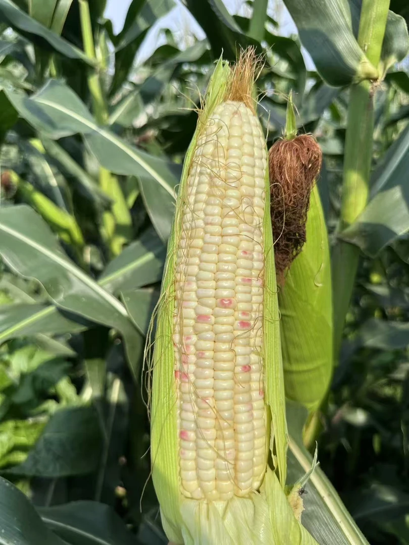 现采现摘头茬花糯玉米新鲜小花香糯精品玉米棒