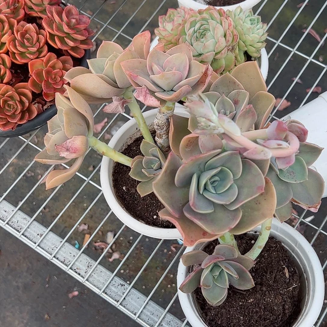 贺氏三头起整桩两盆