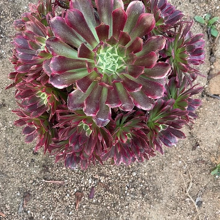 多肉植物天河锦…………