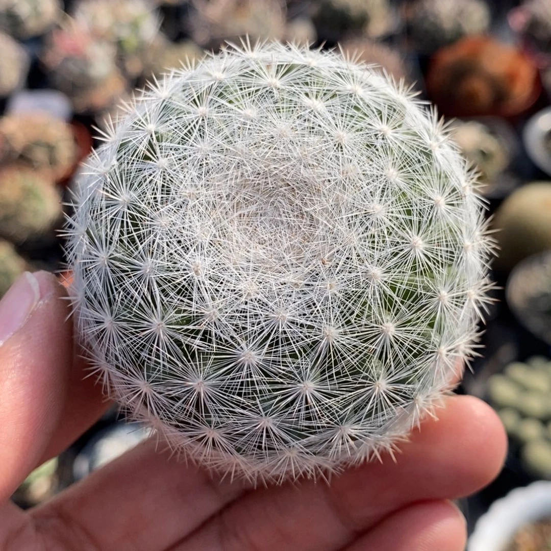 植播园艺满月已修根