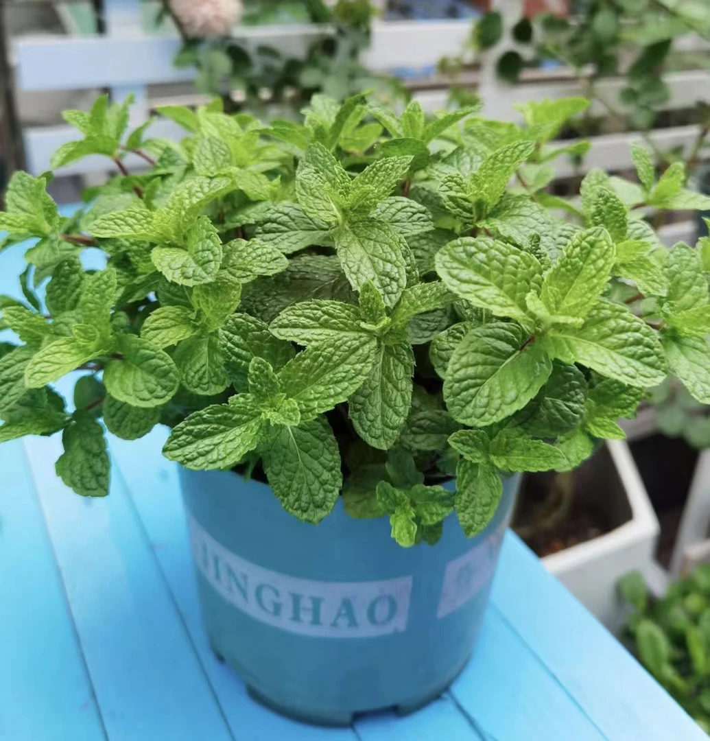 可食用薄荷盆栽驱蚊驱虫净化空气室内办公室阳台好养绿植