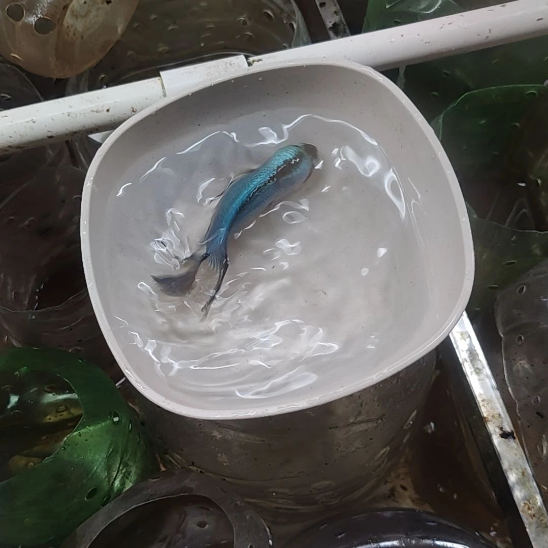 罗汉鱼鱼66666666666