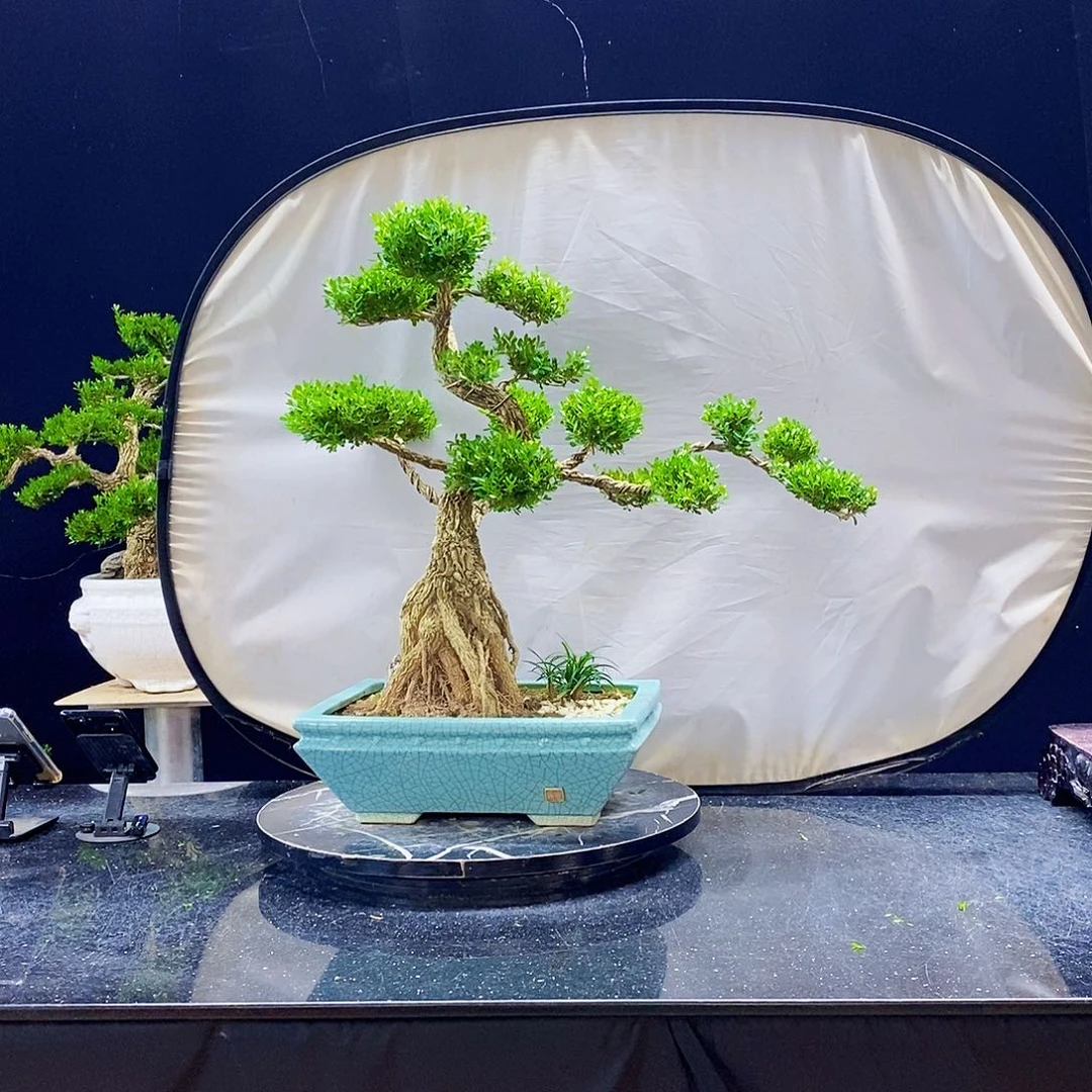 无花朵黄杨盆景造型