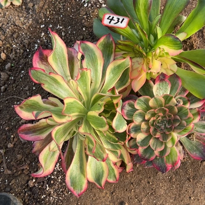 多肉植物431不售后