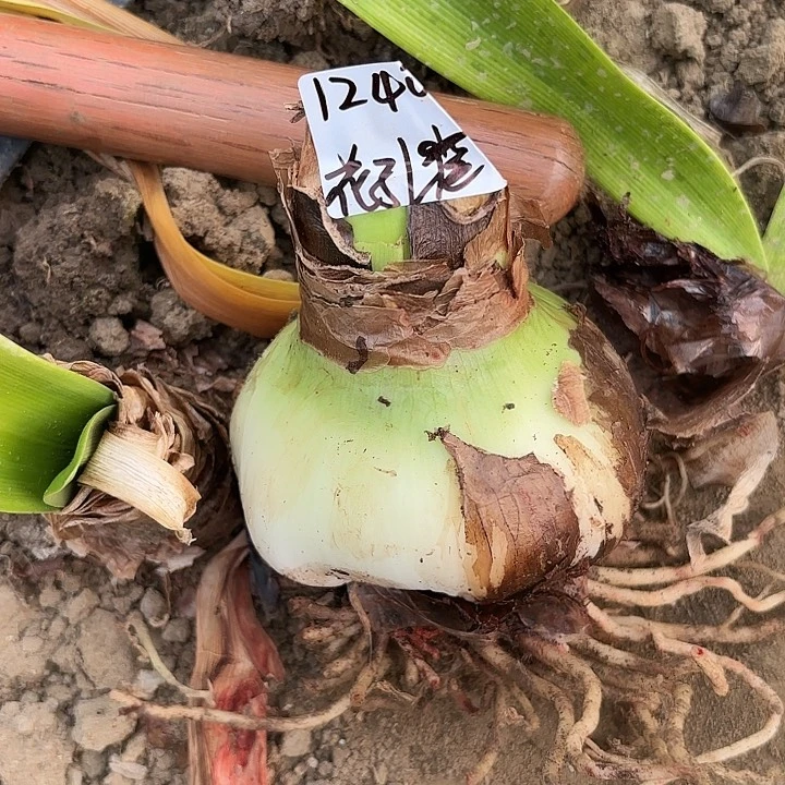 水*心花孔雀9-10带土1240