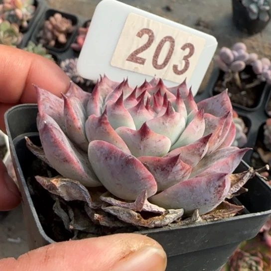 203吉娃娃多肉植物多