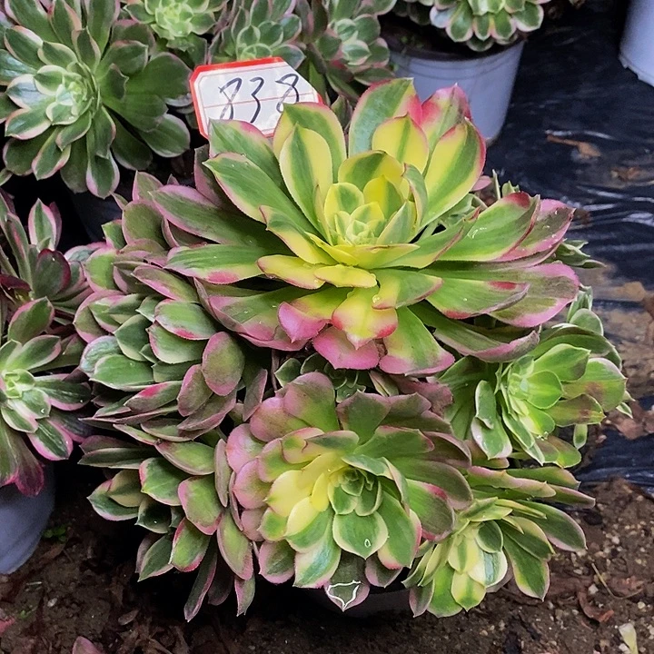 海仙老桩去捧花838号