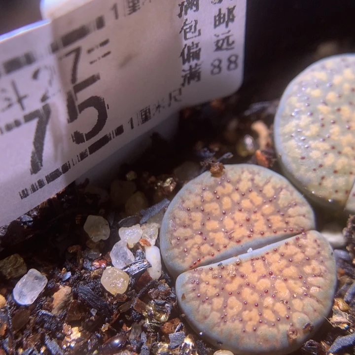 精品生石花27.75