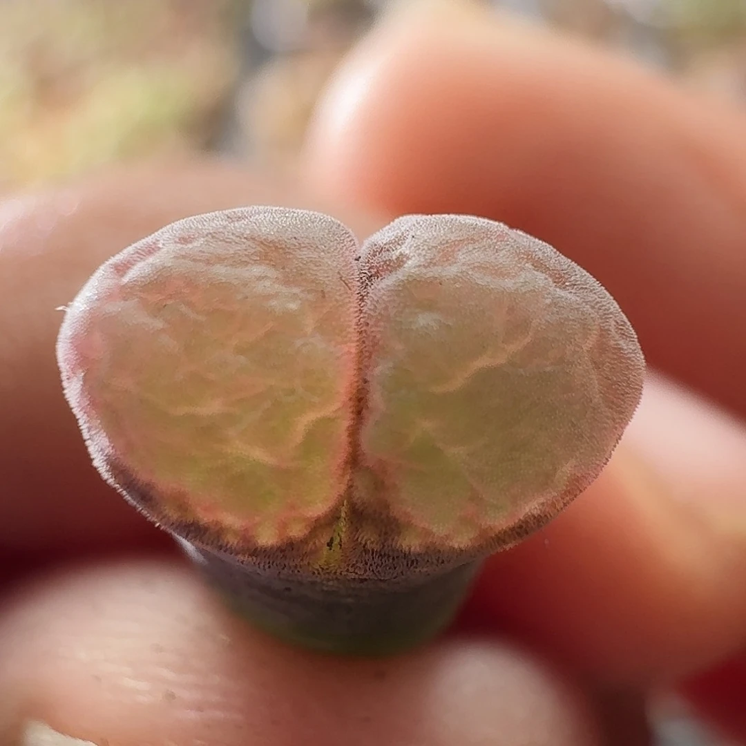 6-1风铃玉1厘米左右