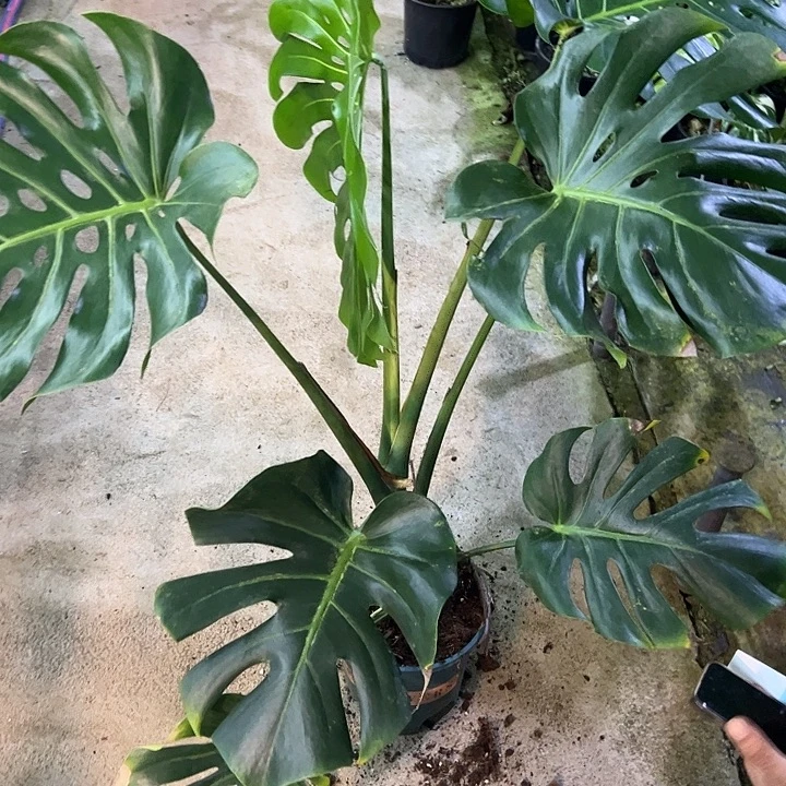 佑***佑完全开放绿龟变异个体