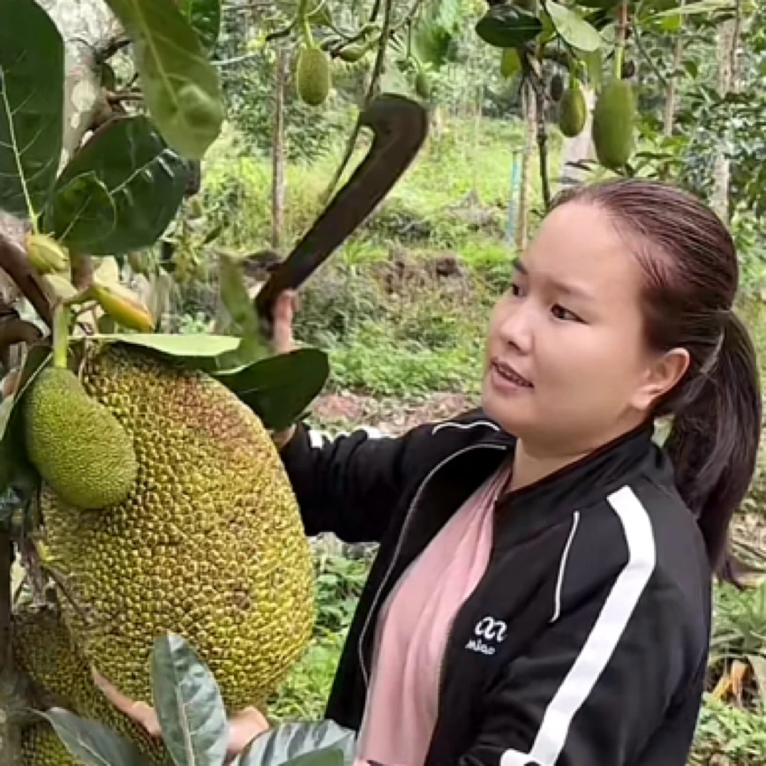 菠萝蜜苗 带土带叶 南方种植 四季结果