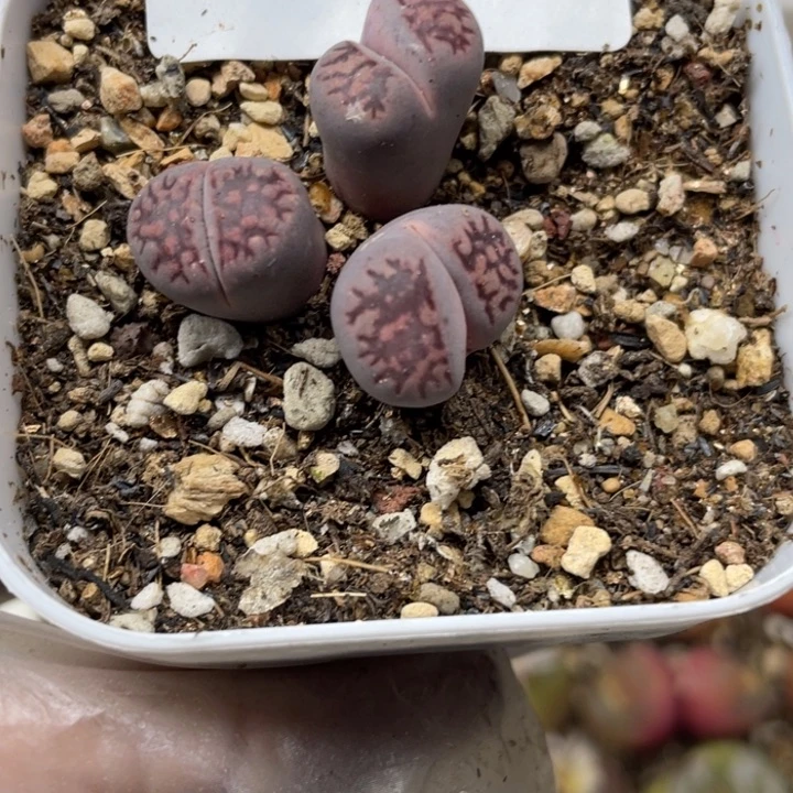 558紫饼干群带盆lll