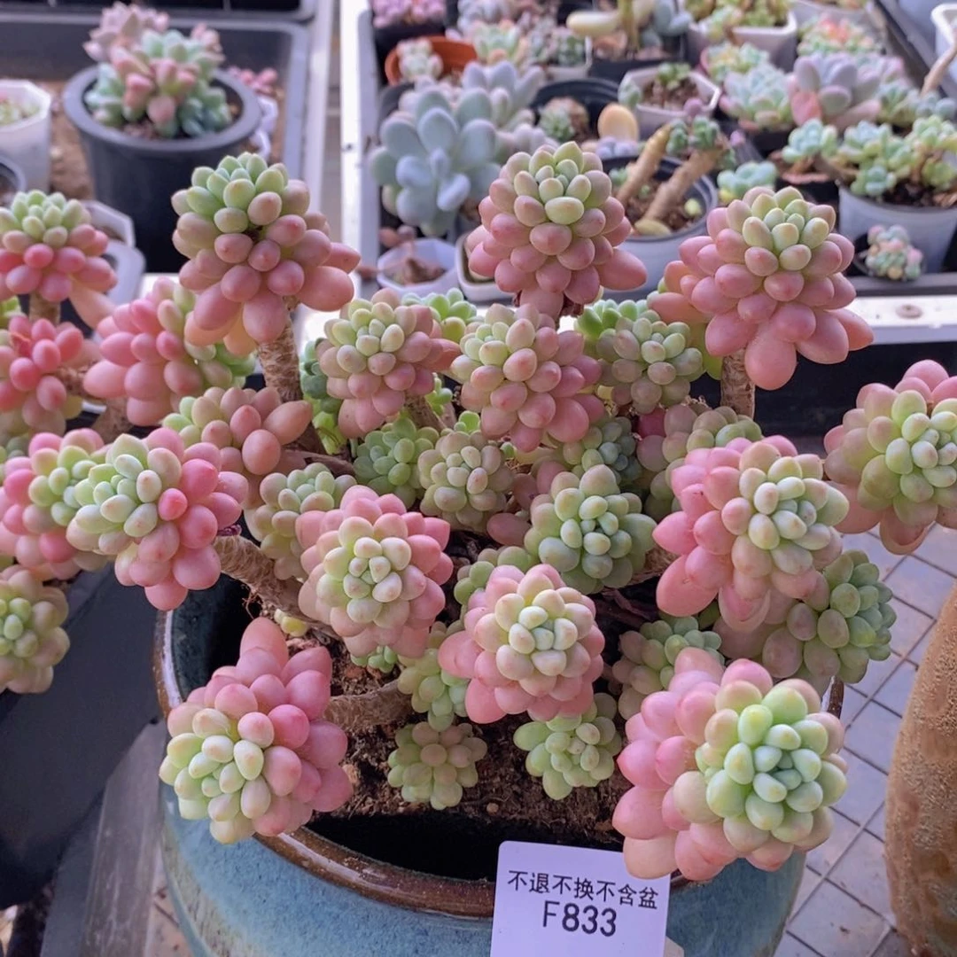 鱼子酱老桩18cm833多肉植物