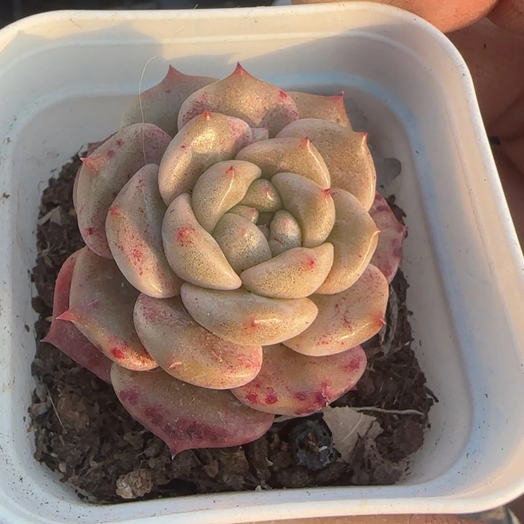 小卡拉米糖心一物一拍