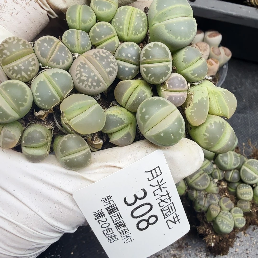 哈哈笑了啊太有道理哈太308