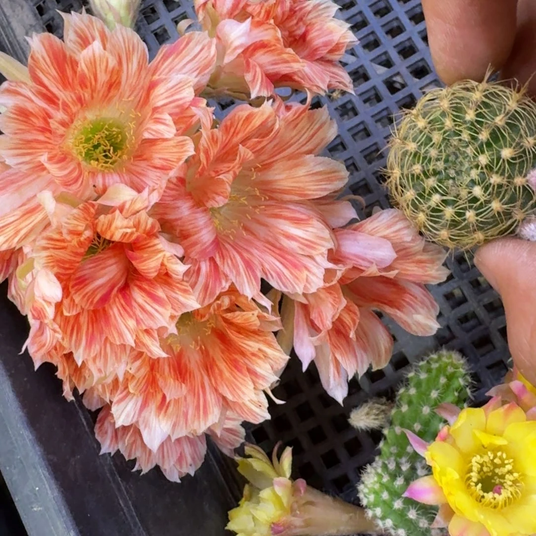 8丽花五花肉歪3公分左右无根侧牙，20包邮