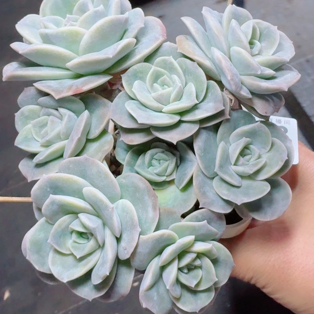 可爱玫瑰群生整装      开心笑容难抵抗，积极乐观正能量