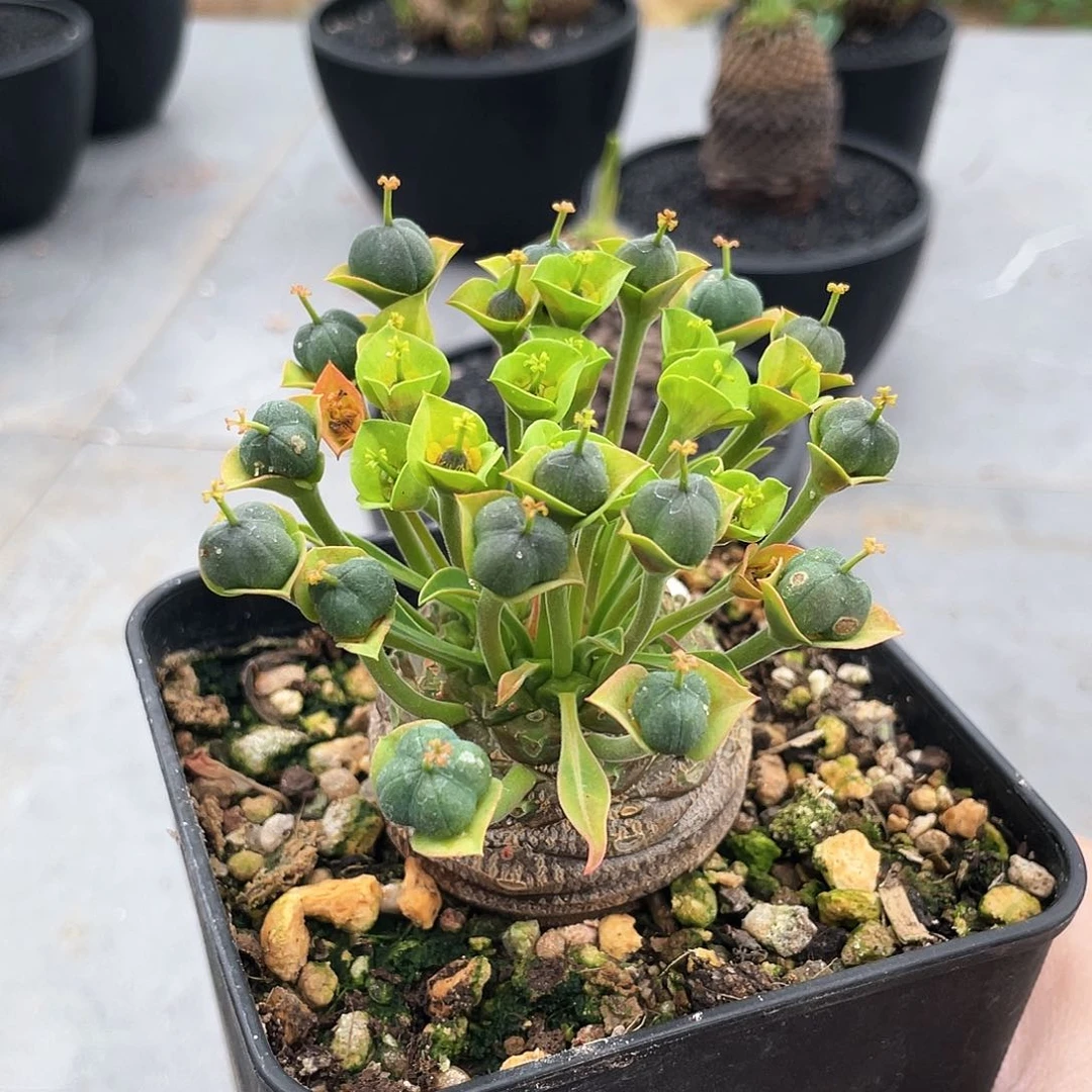 5公分66666666666666