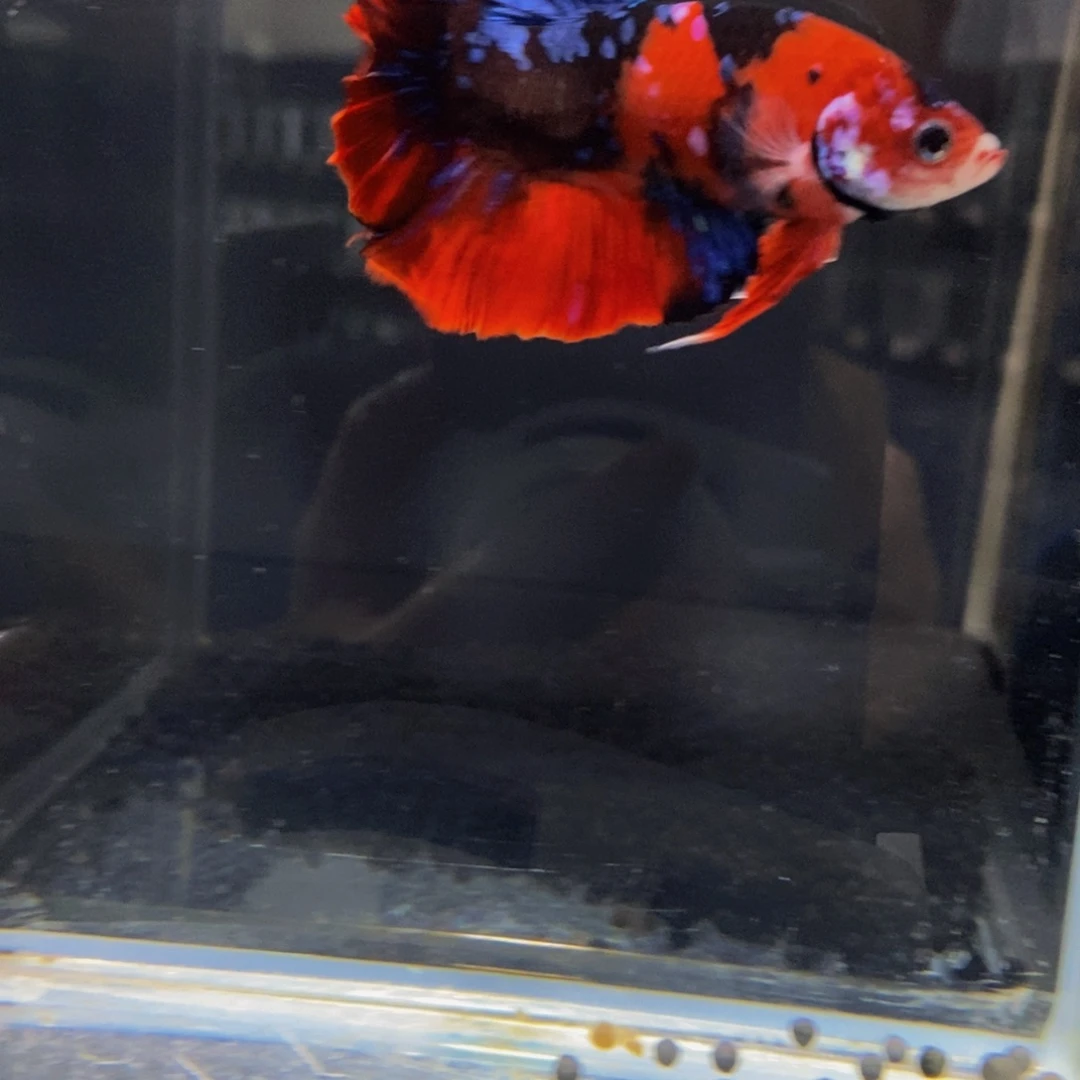 斗鱼199巨斗11111