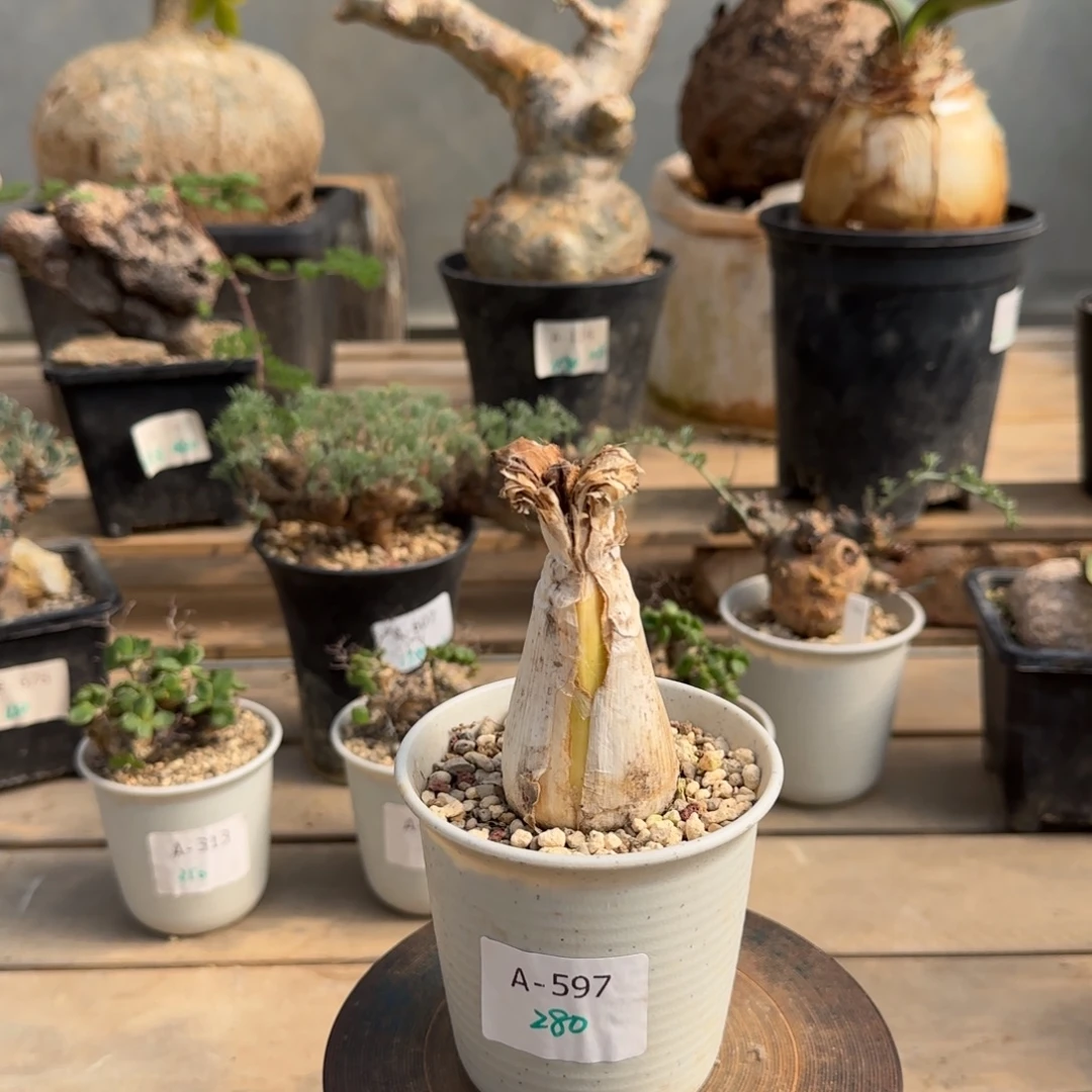 597斑刺花盏4.1厘米块根植物