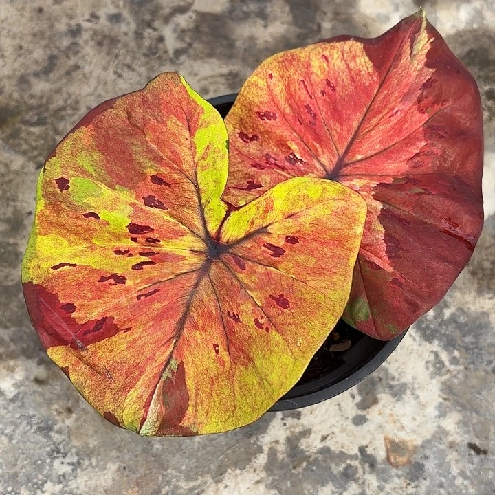 50-1105月光广东现货