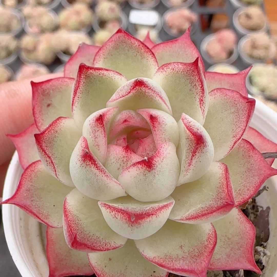 花语多肉1224-269