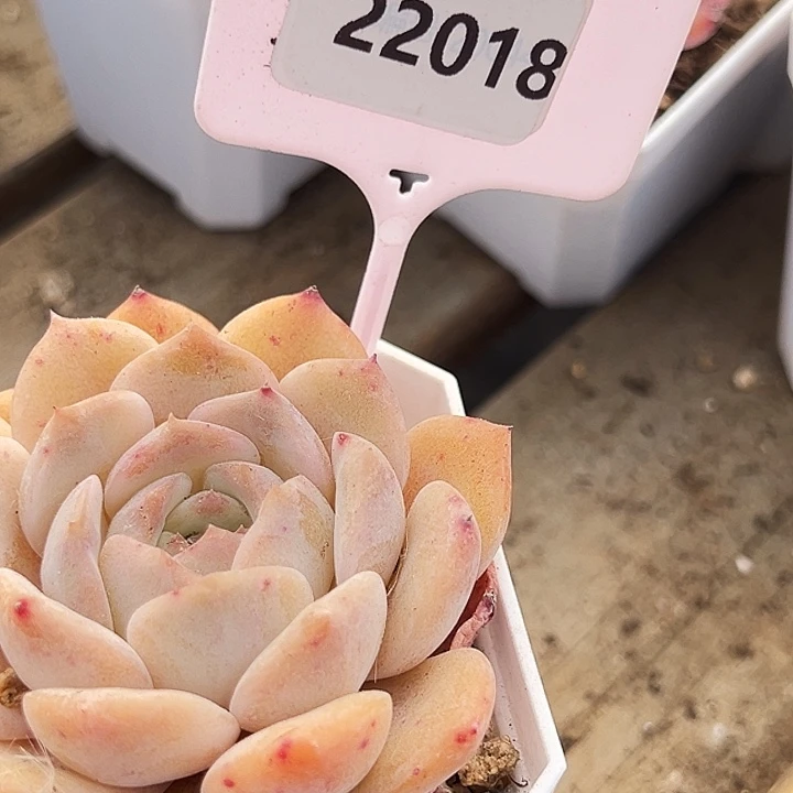 默***默糖心       22018号