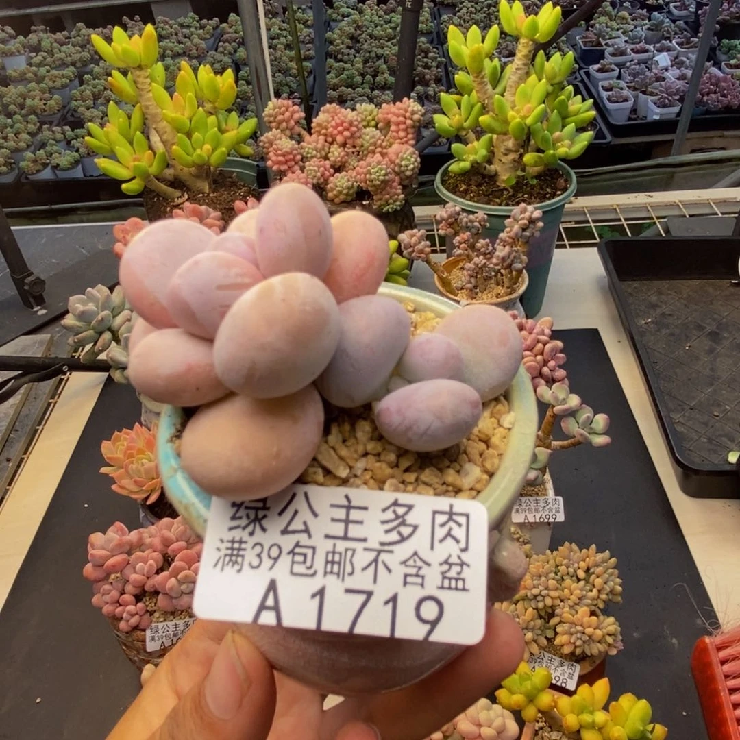 719水光针多肉4cm