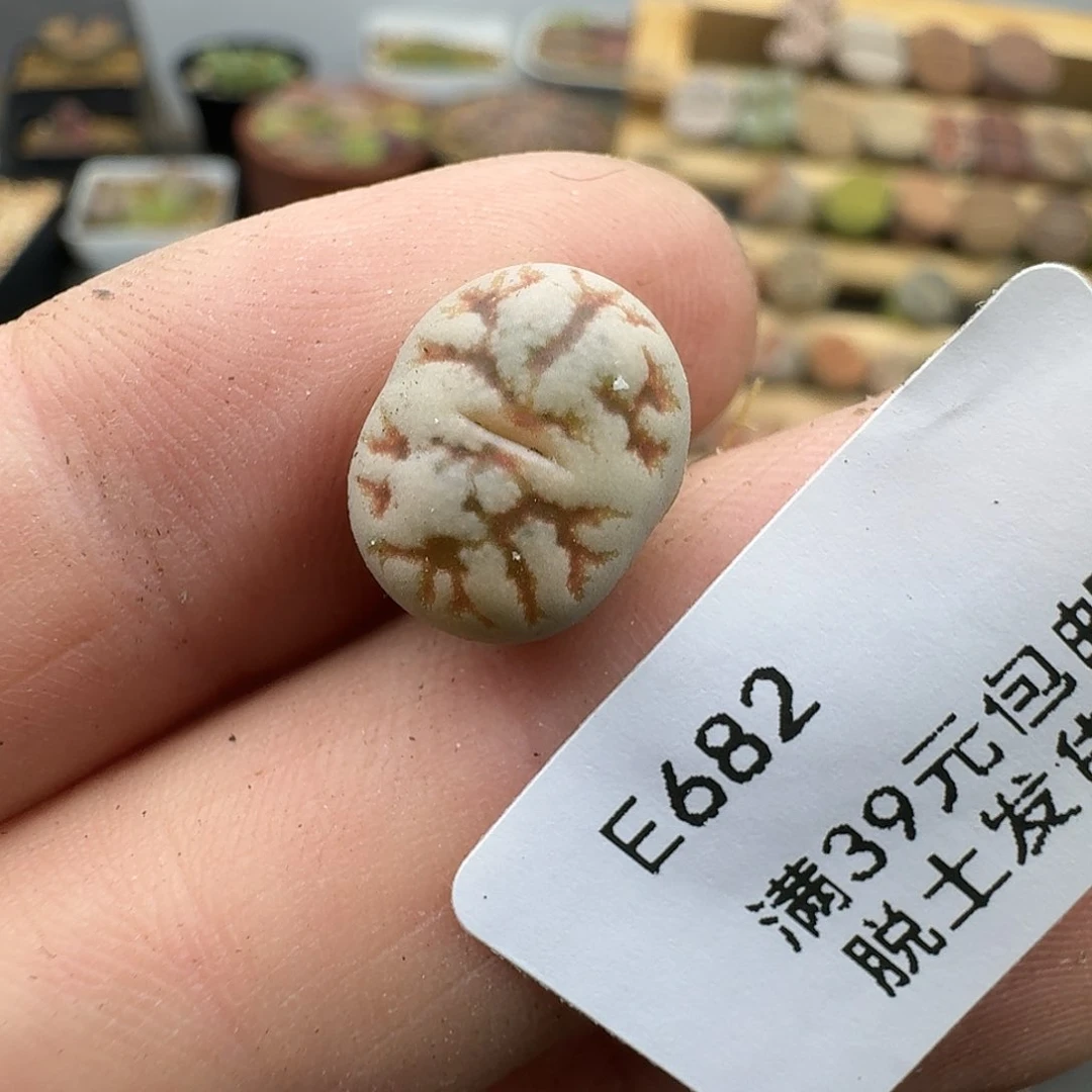 682哈哈哈哈哈哈哈