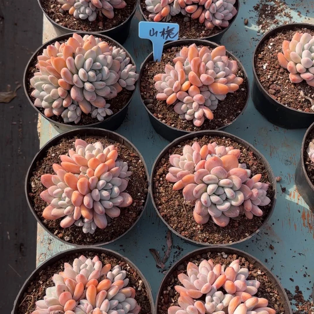 山栀妹妹的五组香水好看