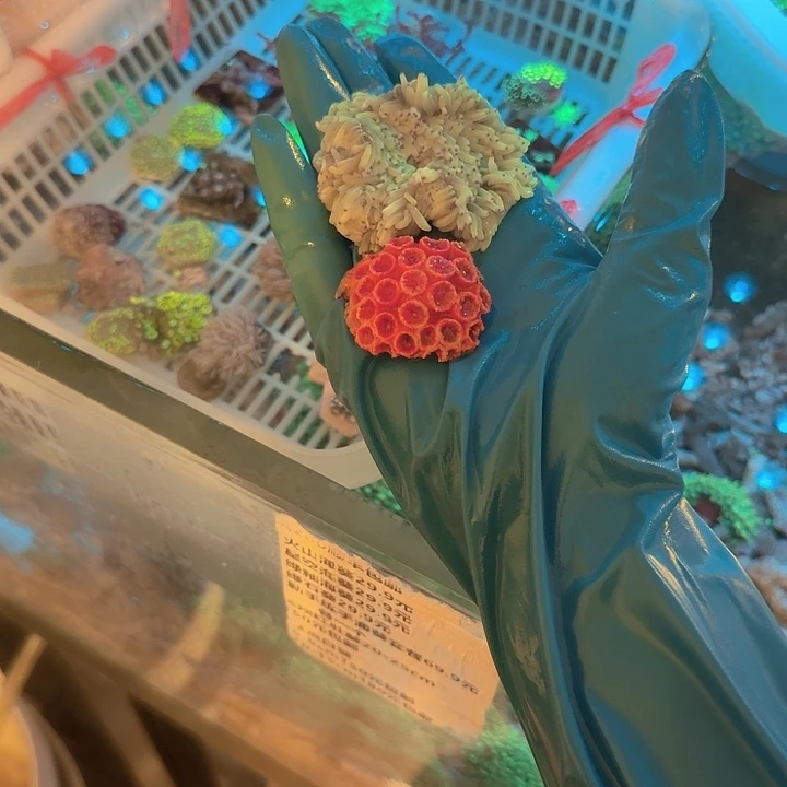 【***3纽扣珊瑚太阳花➕紫点1