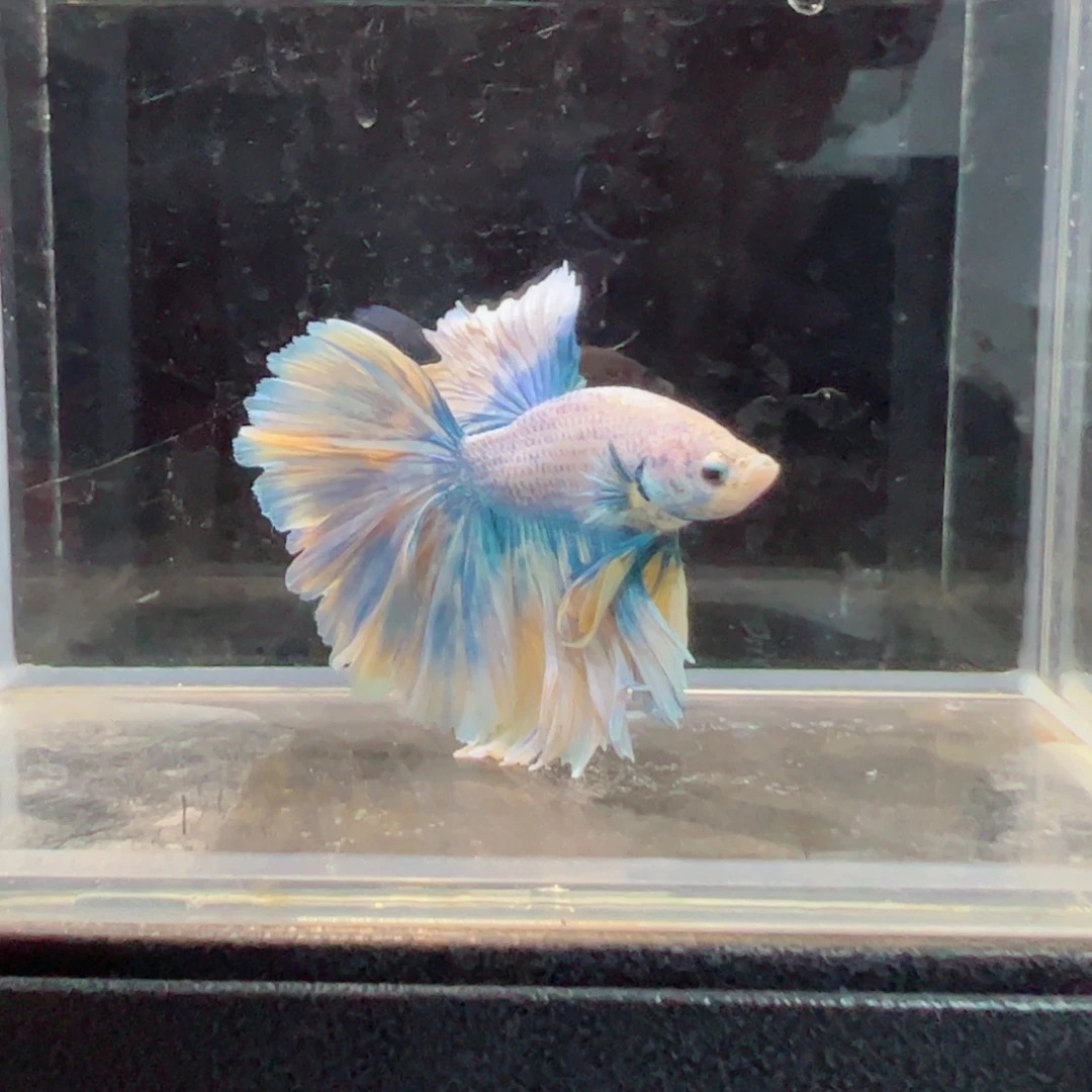 斗鱼浅色仙仙裙特殊尾