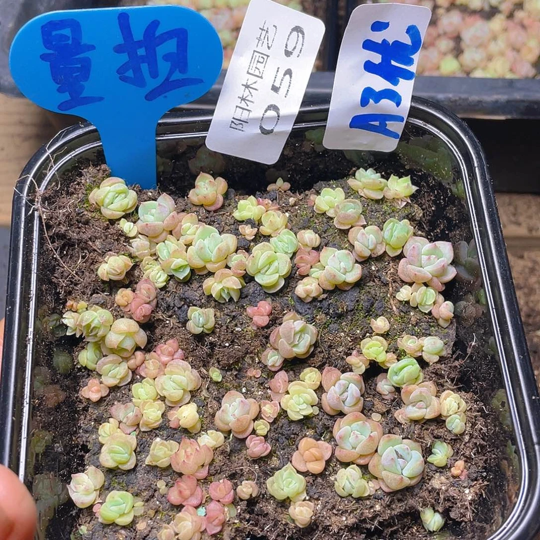 量拍多肉植物多肉植物59