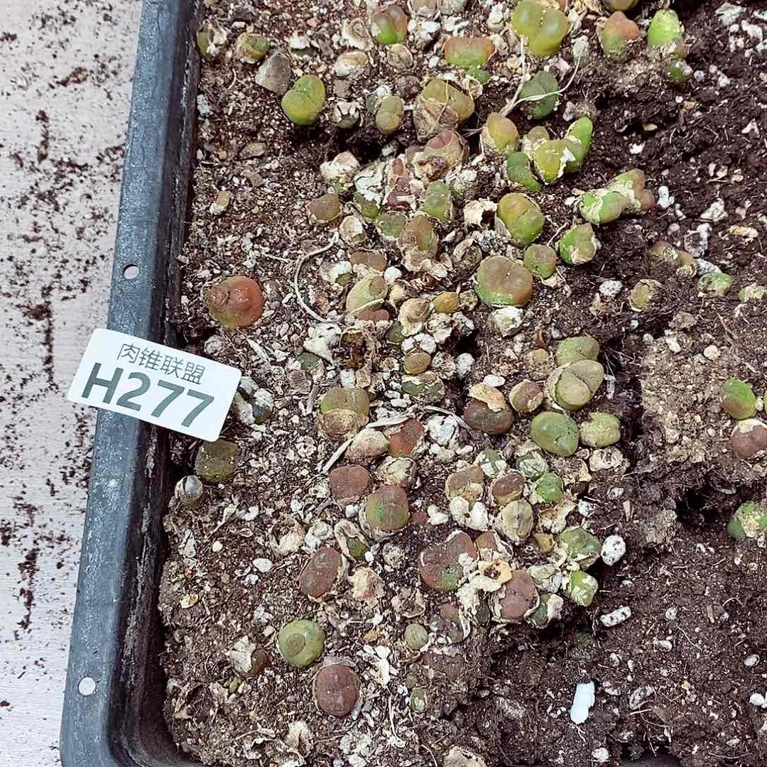 277呃呃呃呃呃呃呃呃呃呃呃呃