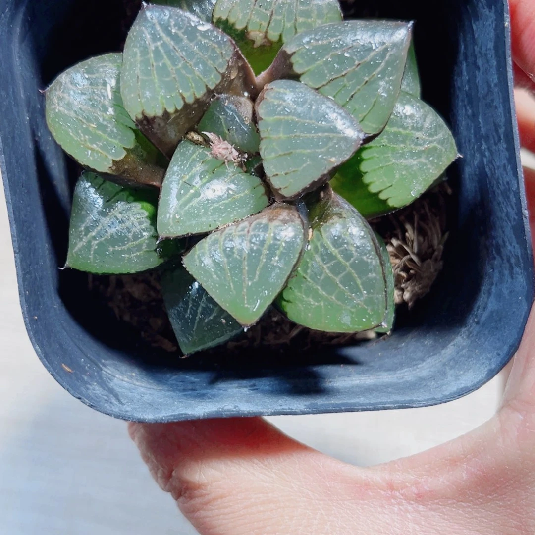 日月潭多肉植物6566