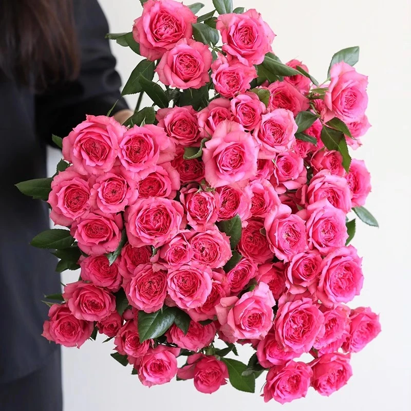 【热卖推荐】【多头苏菲宝贝10支】好养易开 任意满两件发顺丰鲜花