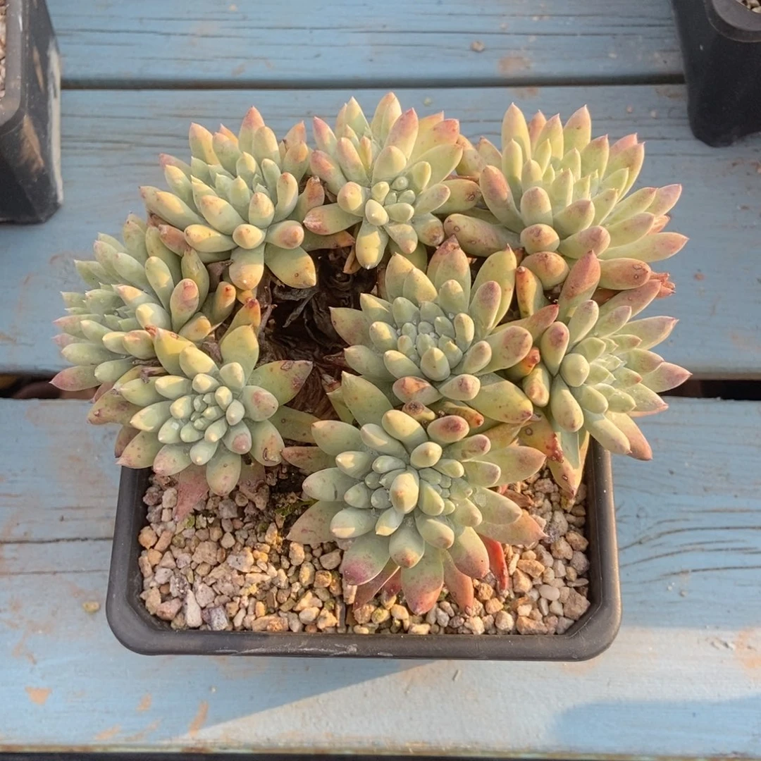 红拇指杂交个体多肉植物