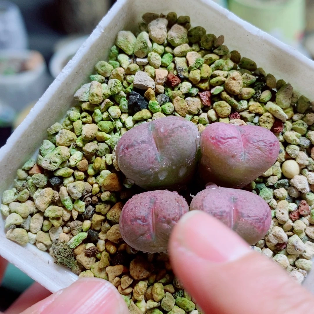 生石花花花花开了882